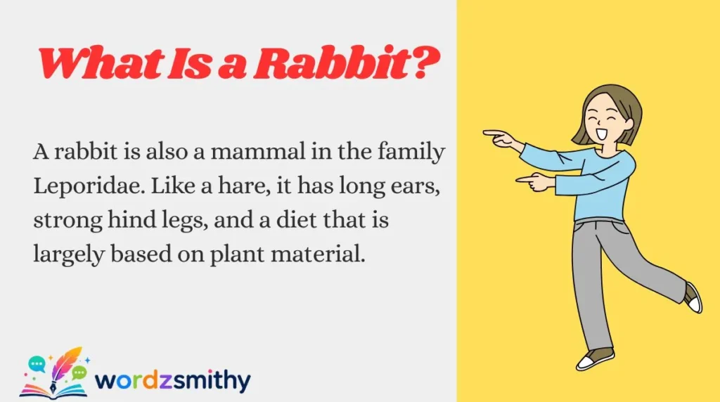 What Is a Rabbit?